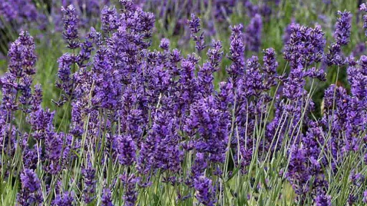 Lavanda.