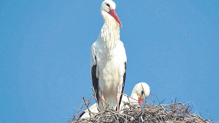 Una pareja de cigüeñas regenta un nido.