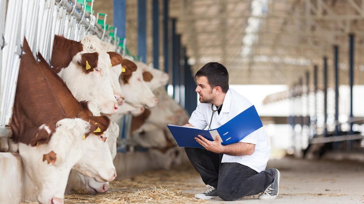 Un veterinario.
