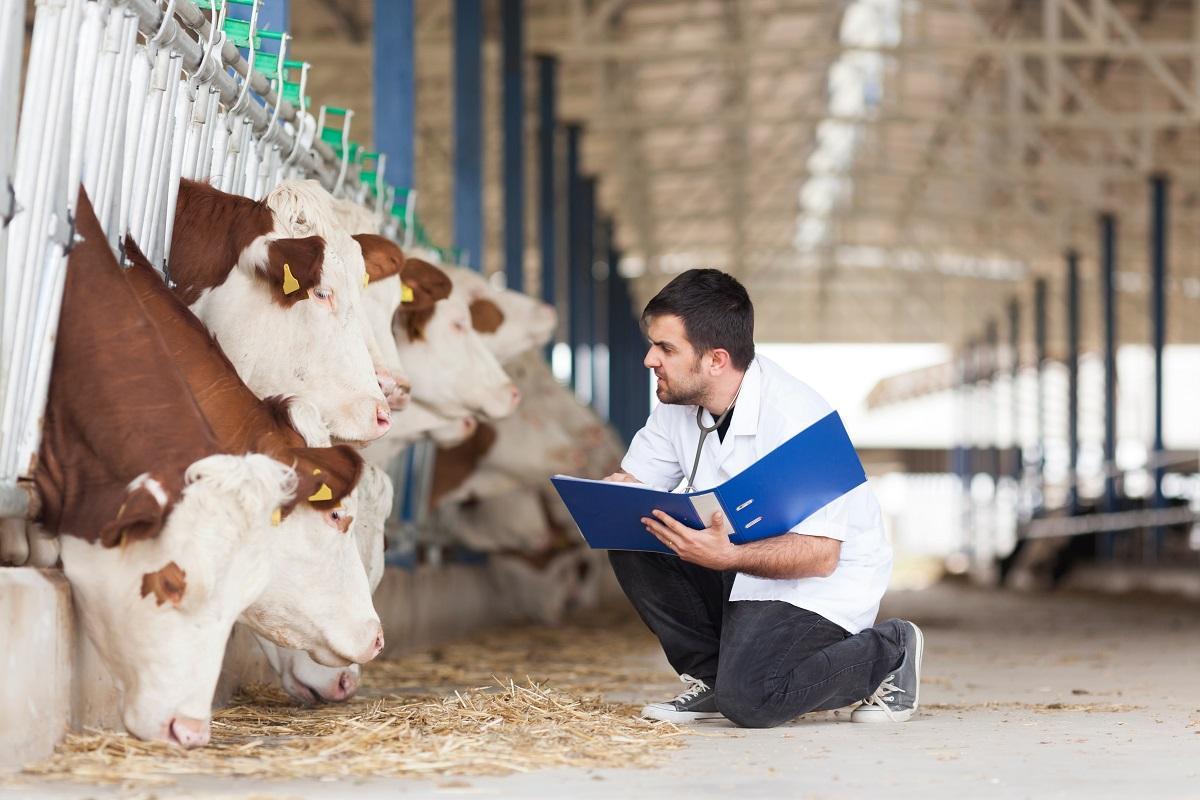 Es a los veterinarios a los que corresponde la vigilancia de todos los alimentos de origen animal.