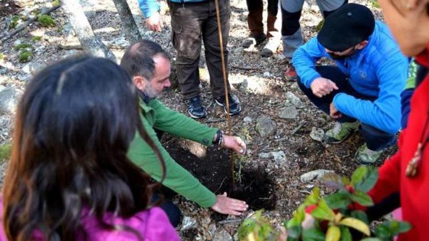 El Pla des Pouet de Valldemossa acoge una jornada de replantación