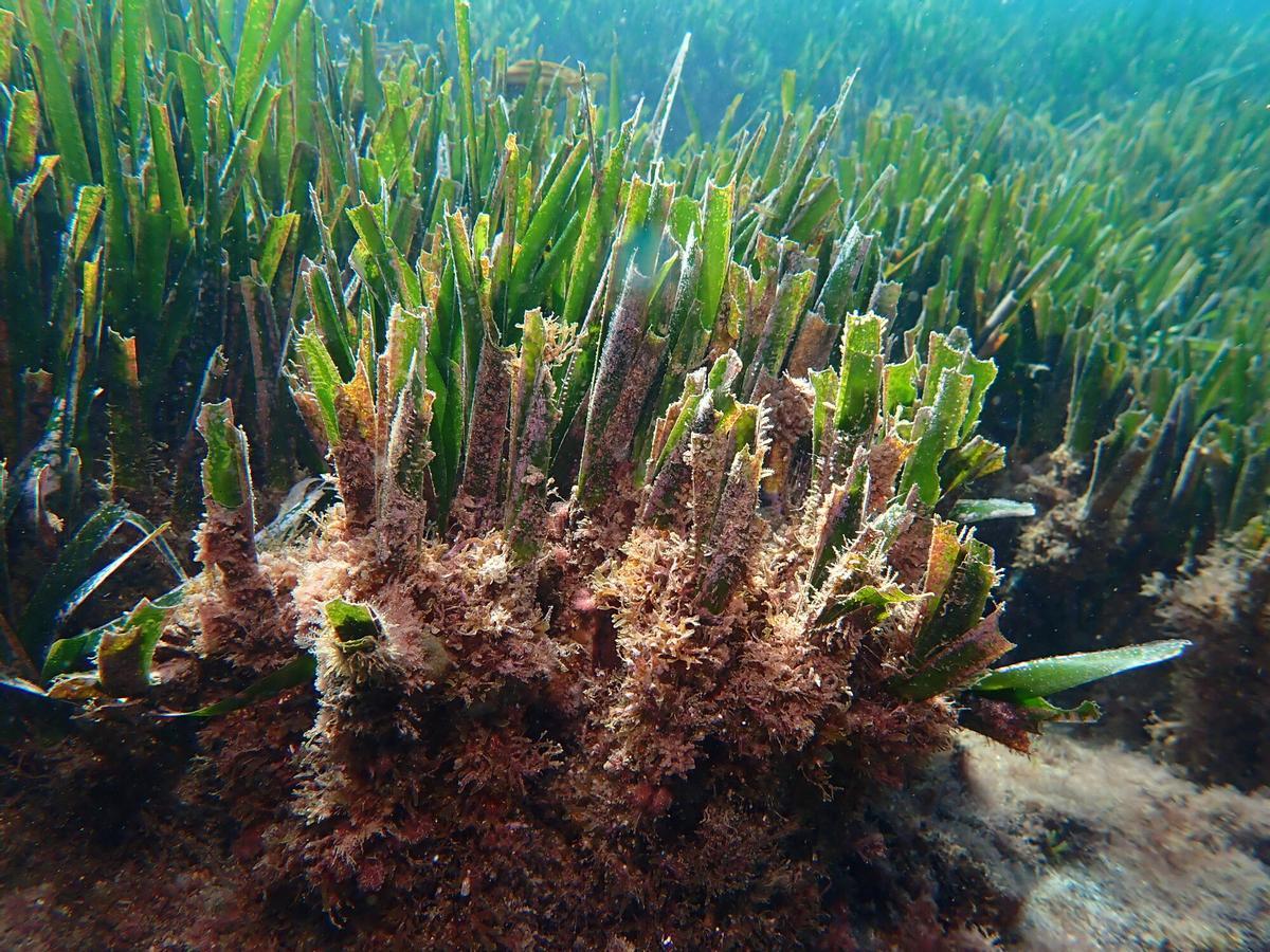 La Posidonia produce oxígeno, capta gran cantidad de CO2, retiene la arena y filtra el agua