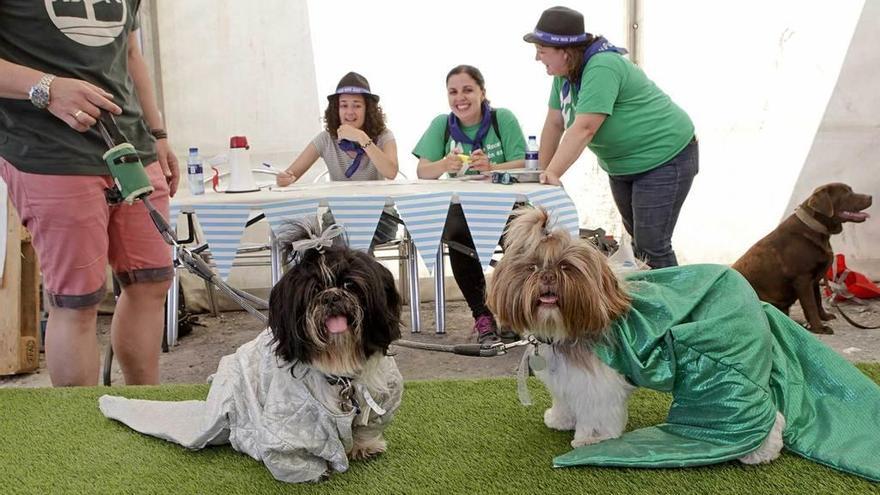 Fiesta canina de disfraces en Nuevo Roces