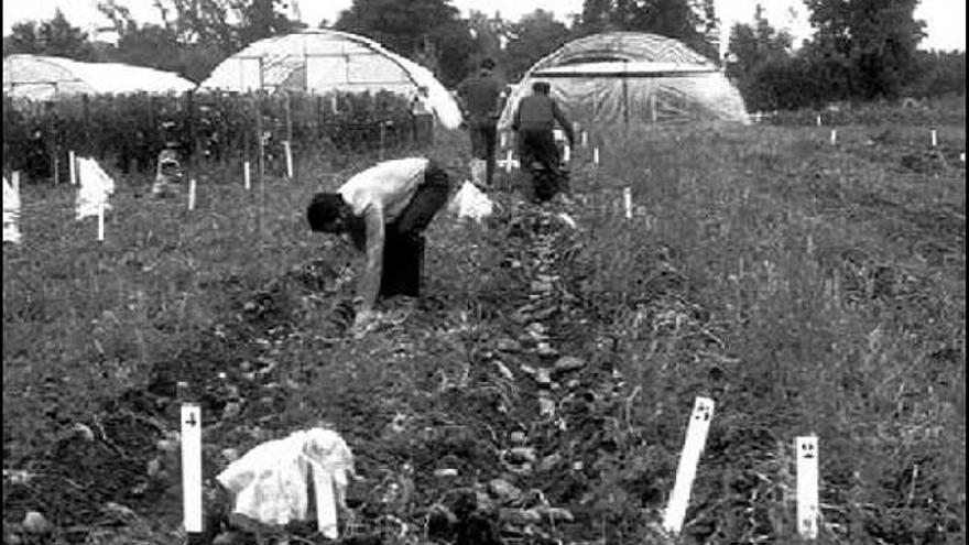 Recolección de patatas en una plantación del occidente de Asturias.