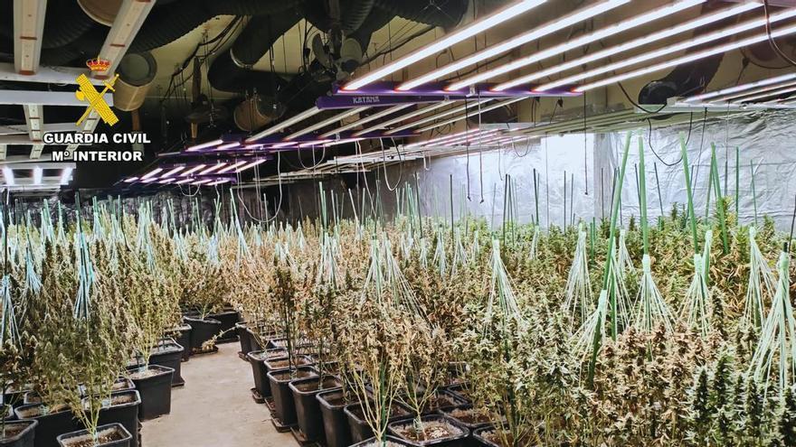 Tres detenidos tras desmantelar una plantación de más de 1.150 plantas de marihuana en Zaragoza