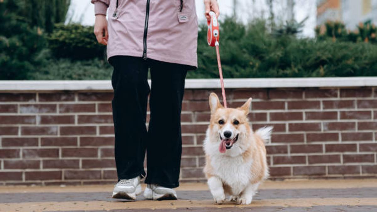 Una persona paseando un perro