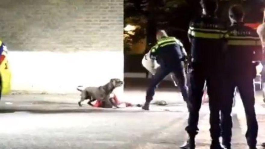 El vídeo que muestra cómo la policía puede controlar a un perro en una emergencia sin dañarlo