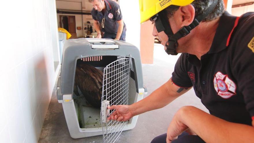 Los bomberos rescatan a un buitre leonado