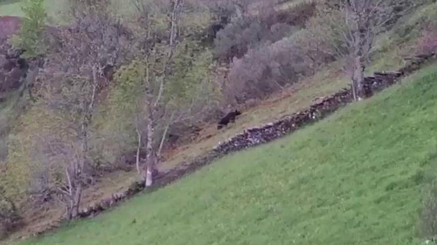 Un oso corre por los montes de Belmonte