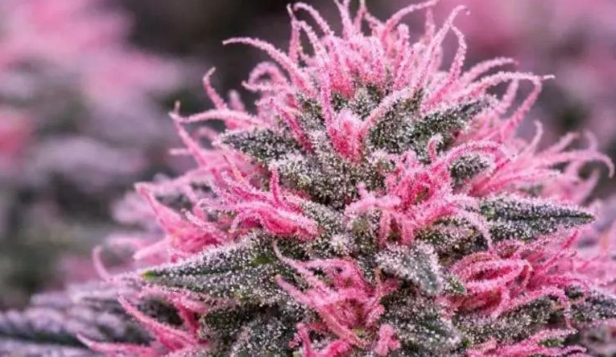 Cogollo de marihuana rosa, en una imagen de archivo