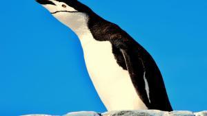 La hipótesis principal sugiere que la exhibición de éxtasis se produce cuando un pingüino tiene que esperar mucho tiempo hasta que regrese su pareja.