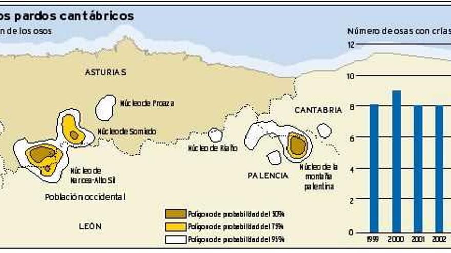 El oso pardo se recupera en Asturias con un incremento sostenido de la población