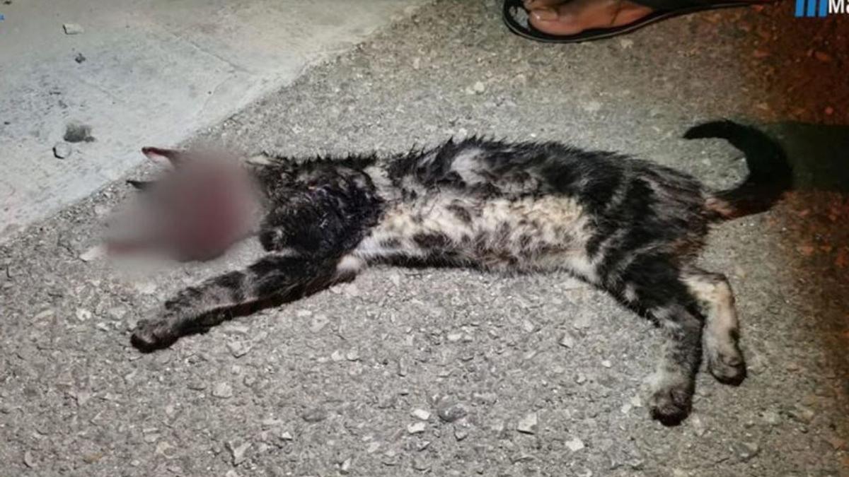 El cuerpo sin vida del gato Grisito, tendido en el suelo en una calle de Manacor. | POLICÍA LOCAL DE MANACOR