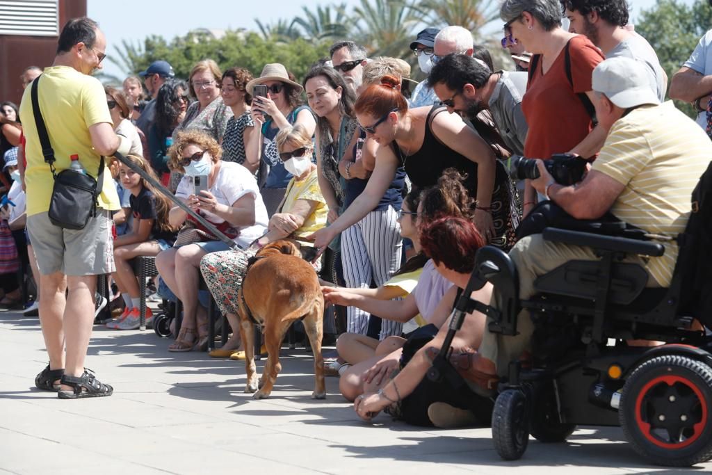 Pasarela de perros de adopción en Bioparc