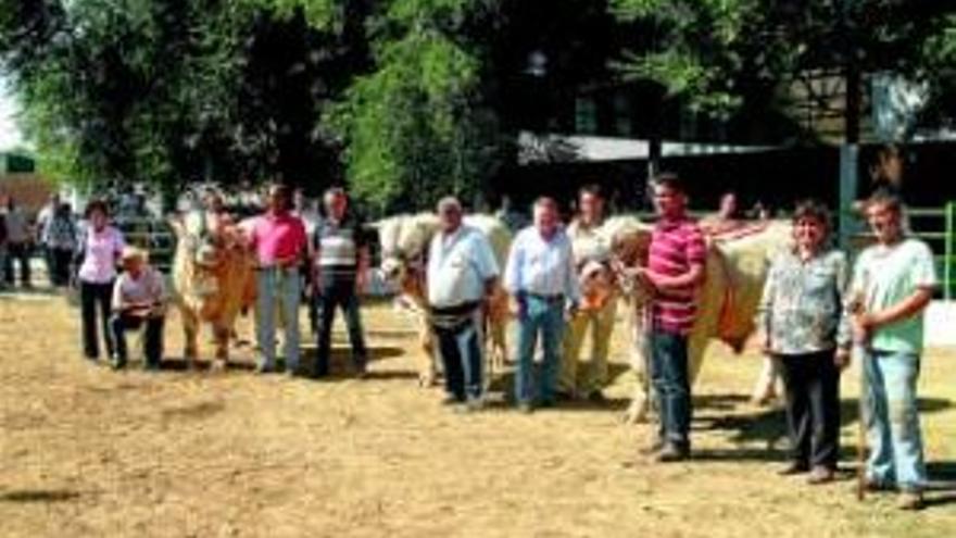 Excelente oportunidad para adquirir un toro charolés