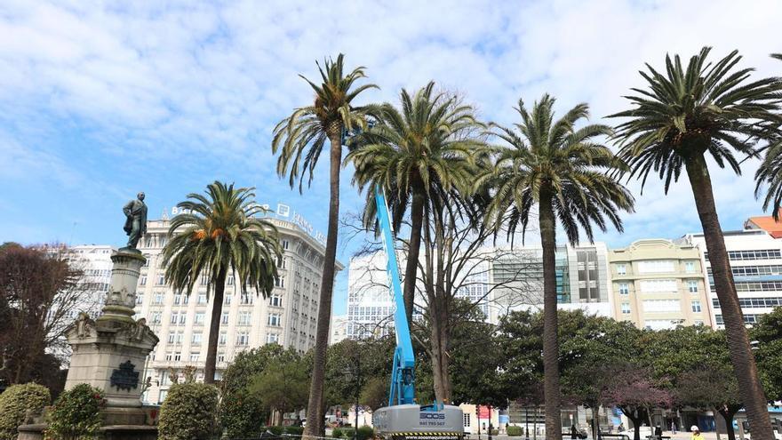 El Concello de A Coruña trata de salvar las 70 palmeras de los jardines de Méndez Núñez con un nuevo tratamiento contra el picudo a partir del martes