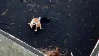 Sin rastro de los perros de La Palma en el primer vuelo de reconocimiento de los drones gallegos