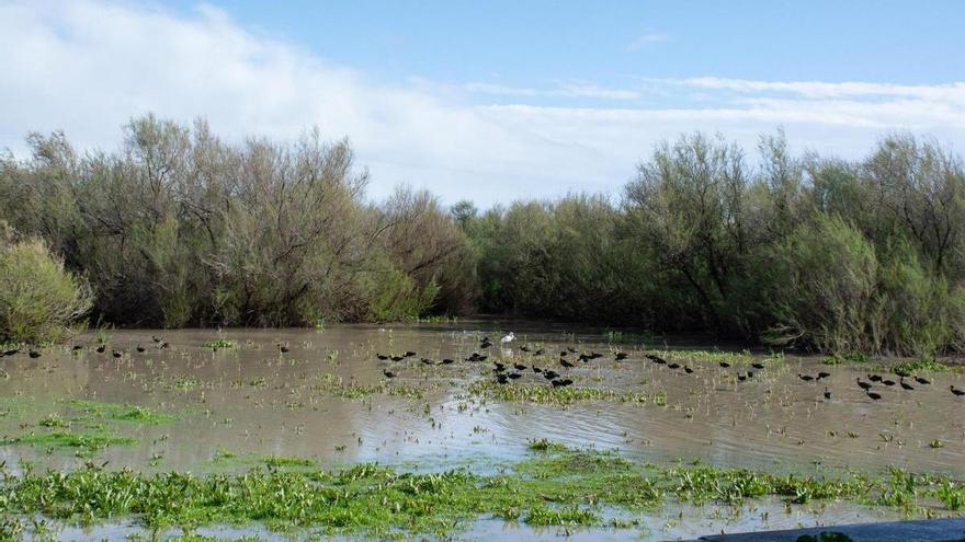 A pesar de las lluvias, Doñana sigue en peligro: &quot;Es un alivio, pero solo temporal&quot;