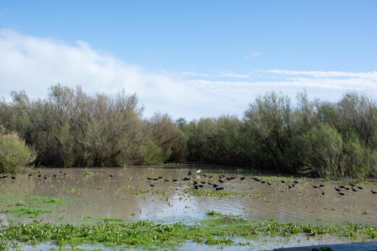 Bandadas de moritos en la marisma de Doñana, inundada tras las abundantes lluvias del mes de marzo.
