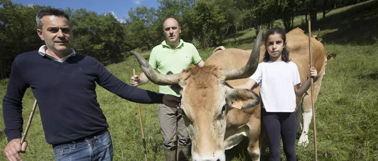 Vacas de ciudad a pocos kilómetros de la calle Uría: “Oviedo es más que papeleo”