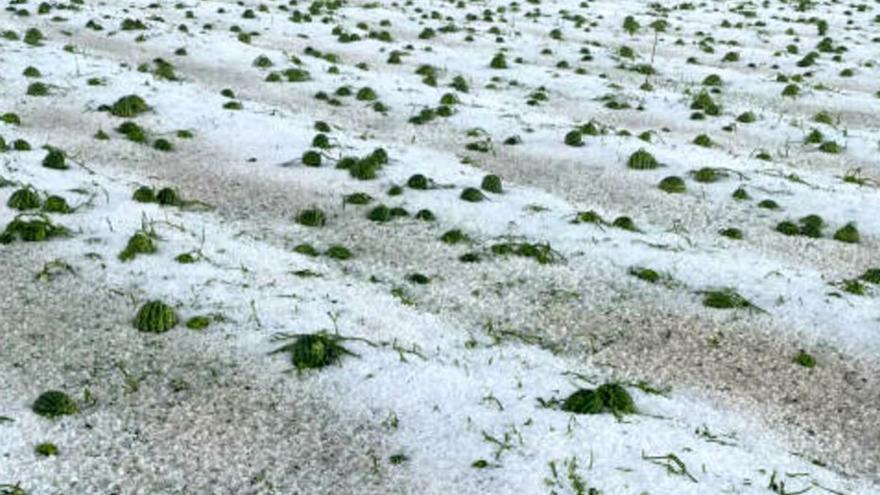 Campo de sandías afectadas por el granizo del pasado fin de semana en Lorca.  | FECOAM