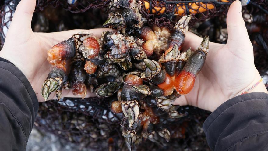 Golpe al furtivismo pesquero: pillan a un avilesino con 26 kilos de percebes &quot;ilegales&quot; en el maletero del coche
