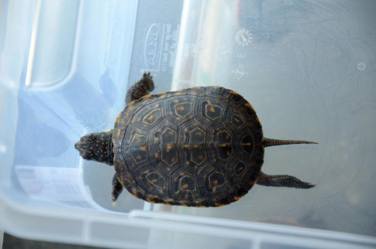 Diese Schildkröten sollen zwei Deutsche auf Mallorca illegal gezüchtet haben Diese Schildkröten sollen zwei Deutsche auf Mallorca illegal gezüchtet haben