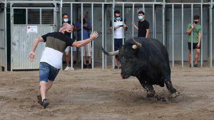 Fotografía de toros cerriles en Vila-real, en las fiestas Virgen de Gracia.