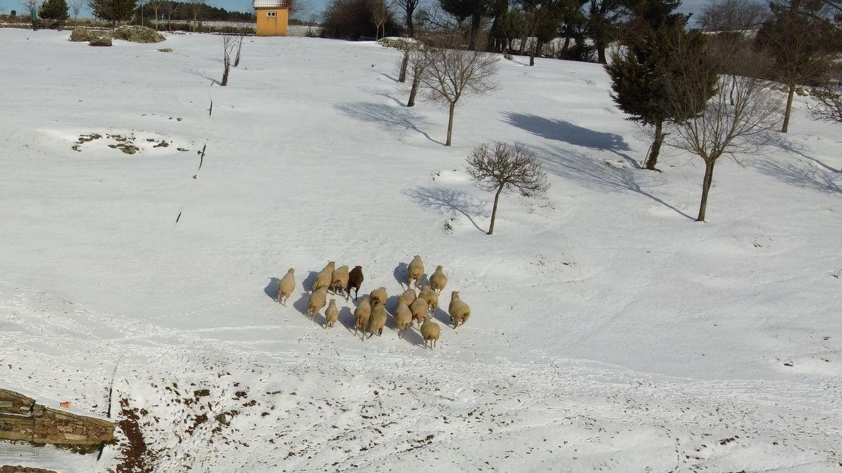 Nieve que dejó &quot;Filomena&quot; en Aliste.