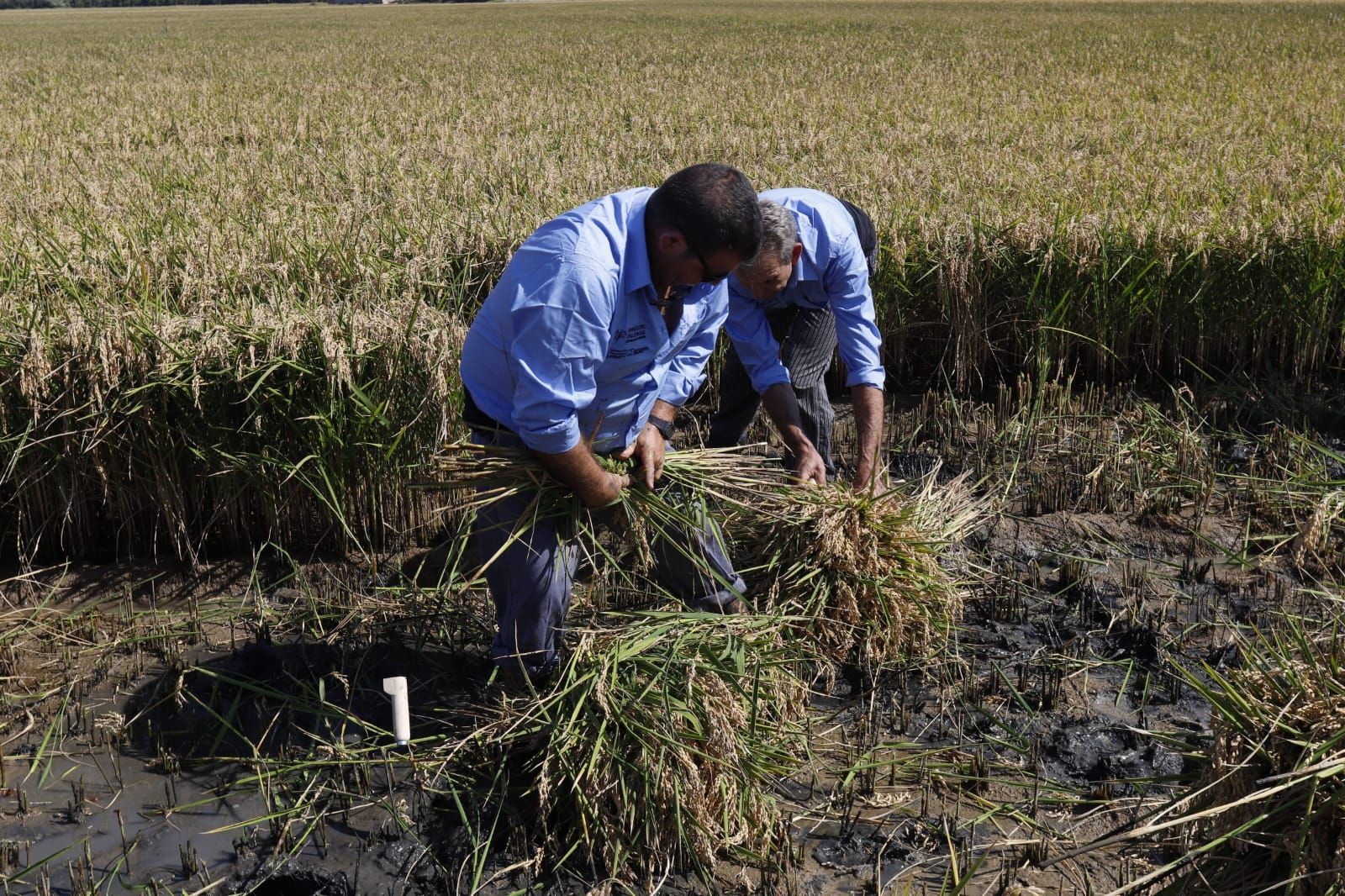 Todas las imágenes de la Fiesta de la Siega del Arroz 2024