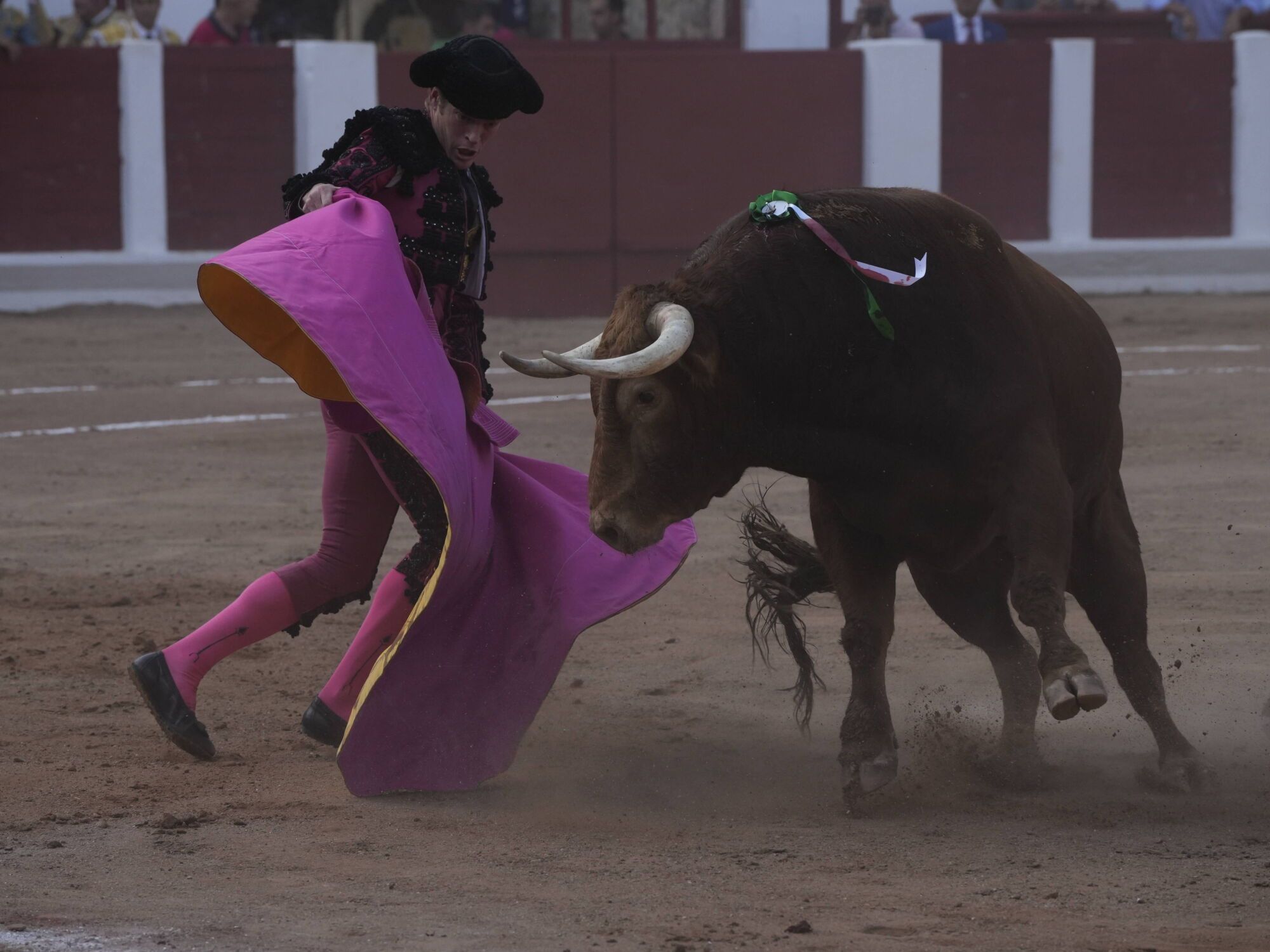 Las mejores imágenes de la feria taurina de San Pedro en Zamora.