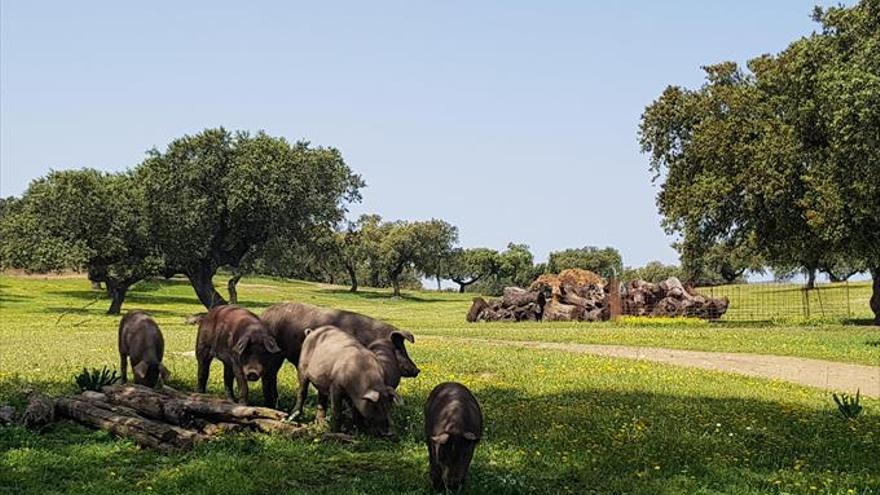 El jurado de los Premios Porc D’Or Ibérico selecciona a los nominados de esta edición