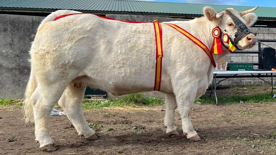 Campeona del Concurso de Hembras, &#039;Loyal’, propiedad de Juan Carlos de la Morena López, de Albalá.