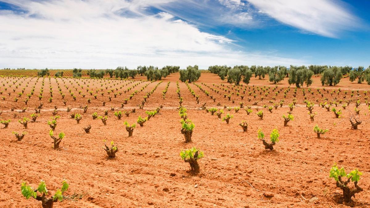 Parcela de viñedos en Tierra de Barros