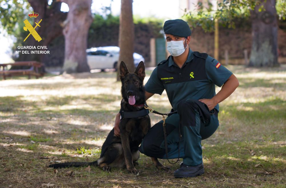 Dos nuevos cachorros policiales para Asturias