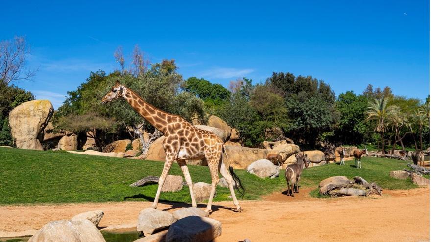 Cómo BIOPARC y su Fundación están protegiendo la biodiversidad