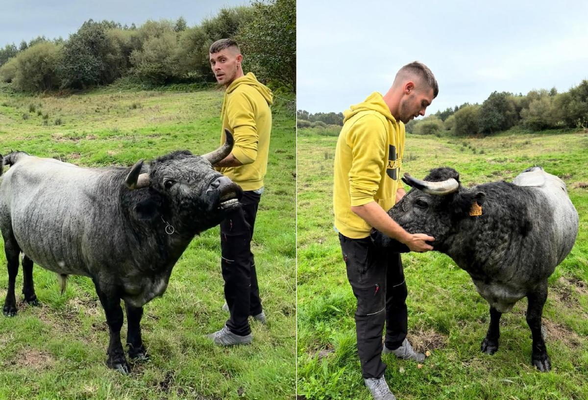 David Arroyo, en dos imágenes junto a su toro bravo "Rayo" en Oles (Villaviciosa).
