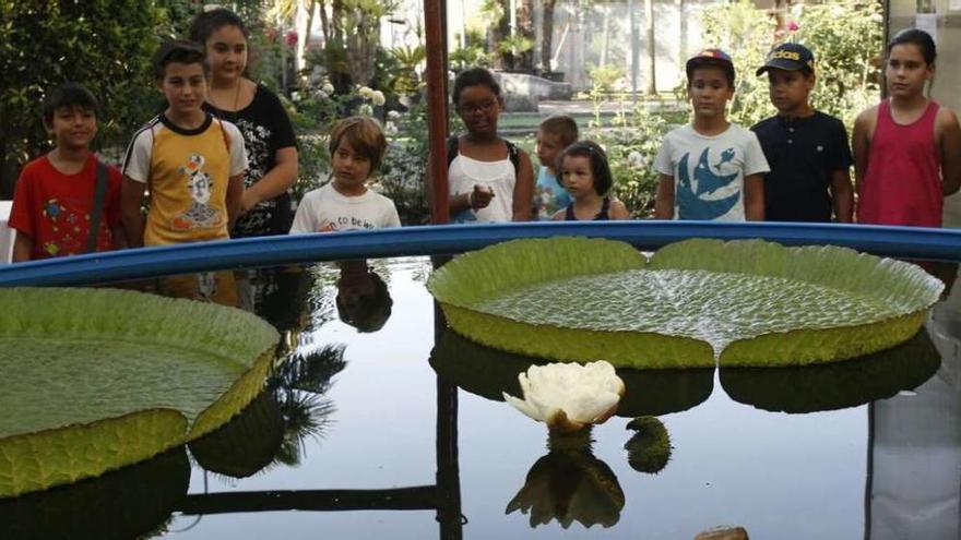 La flor del nenúfar gigante abierta ayer por la mañana en color blanco. // Marcos Canosa