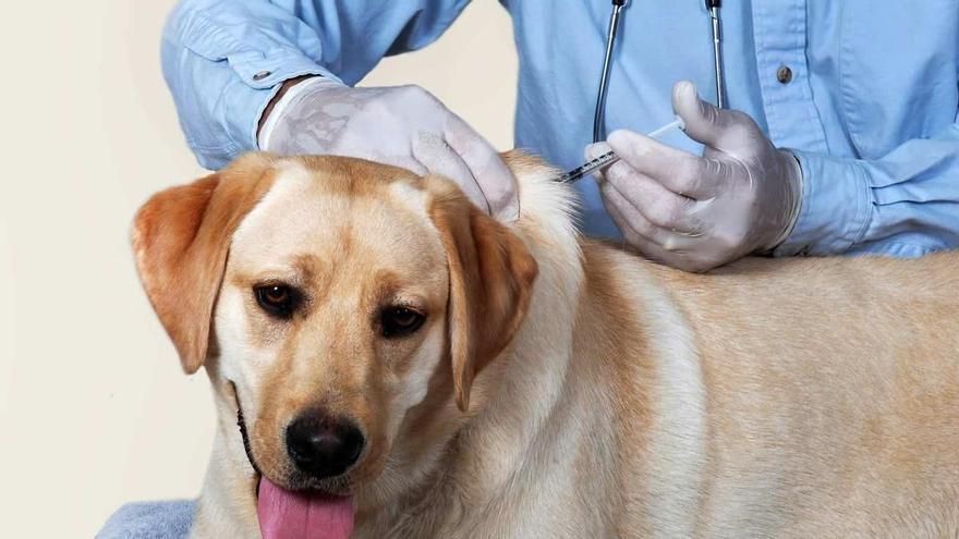 Los veterinarios critican que la nueva ley limite la eutanasia de las mascotas