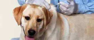 Los veterinarios critican que la nueva ley limite la eutanasia de las mascotas