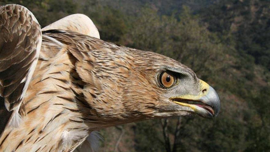 Águila perdicera.