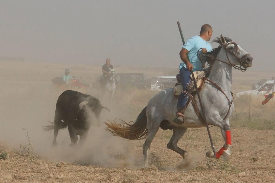 Fiestas en Zamora: Encierro en Villalpando