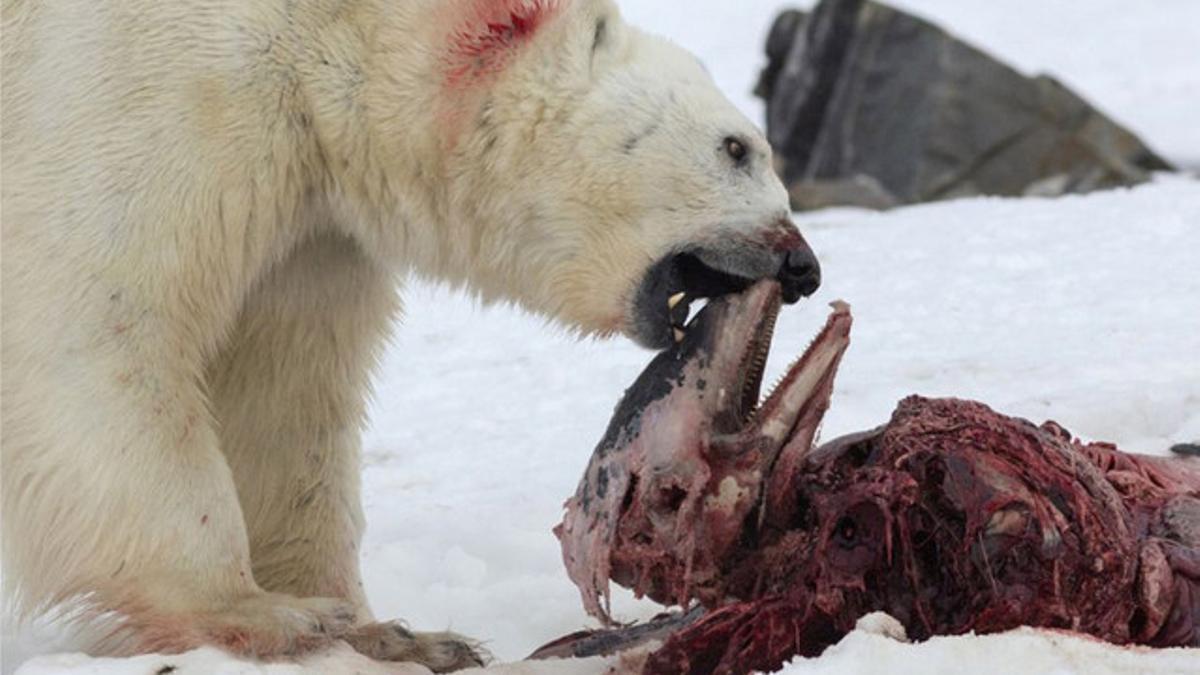 Primeras imágenes de un oso polar comiéndose un delfín