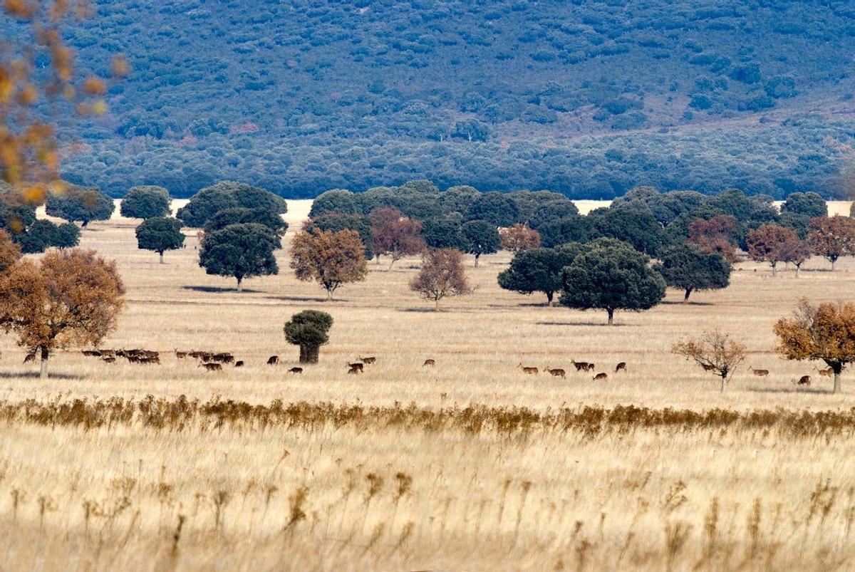 Parque Nacional de Cabañeros, España