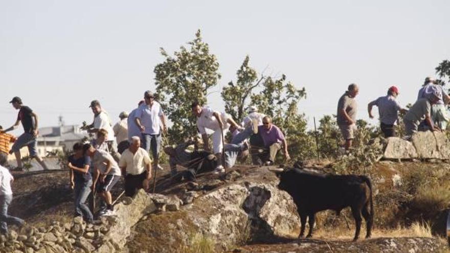 Uno de los toros se adentra con bravura entre los vehículos provocando la estampida de los espectadores presentes en el encierro.