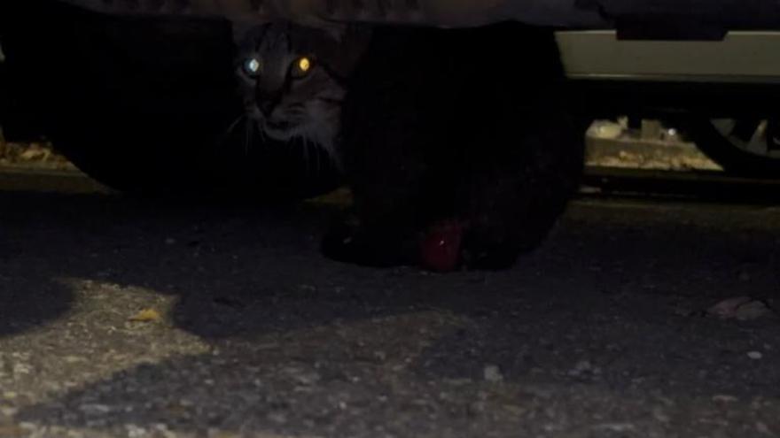 Un gato con las vísceras fuera: "Nunca había visto sufrir así a un animal”, dice una joven que pasa el puente en Muros de Nalón