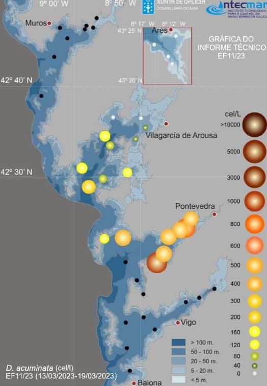 Gráfico en el que se muestra la
influencia de la “Dinophysis
acuminata”, una de las toxinas
lipofílicas, en las rías
gallegas. Cuanto más grande y
oscuro es el círculo, mayor es
el nivel de afección de la
biotoxina sobre los
moluscos bivalvos. | // INTECMAR
