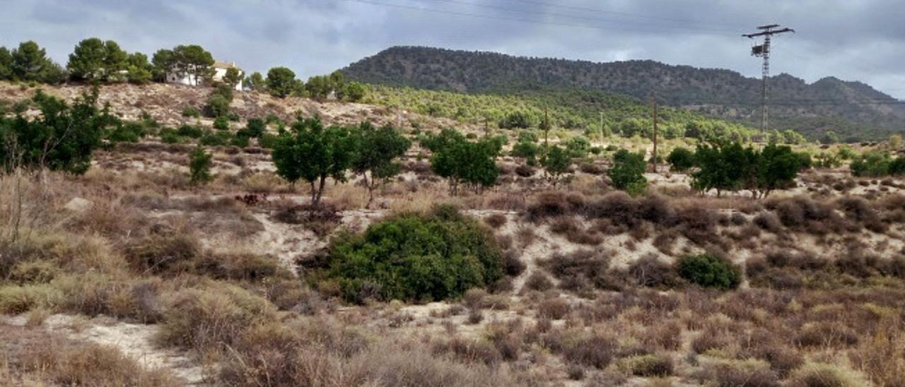 La mayor parte de la planta se levantará en la finca de El Albarral, sobre bancales sobre todo de almendros.