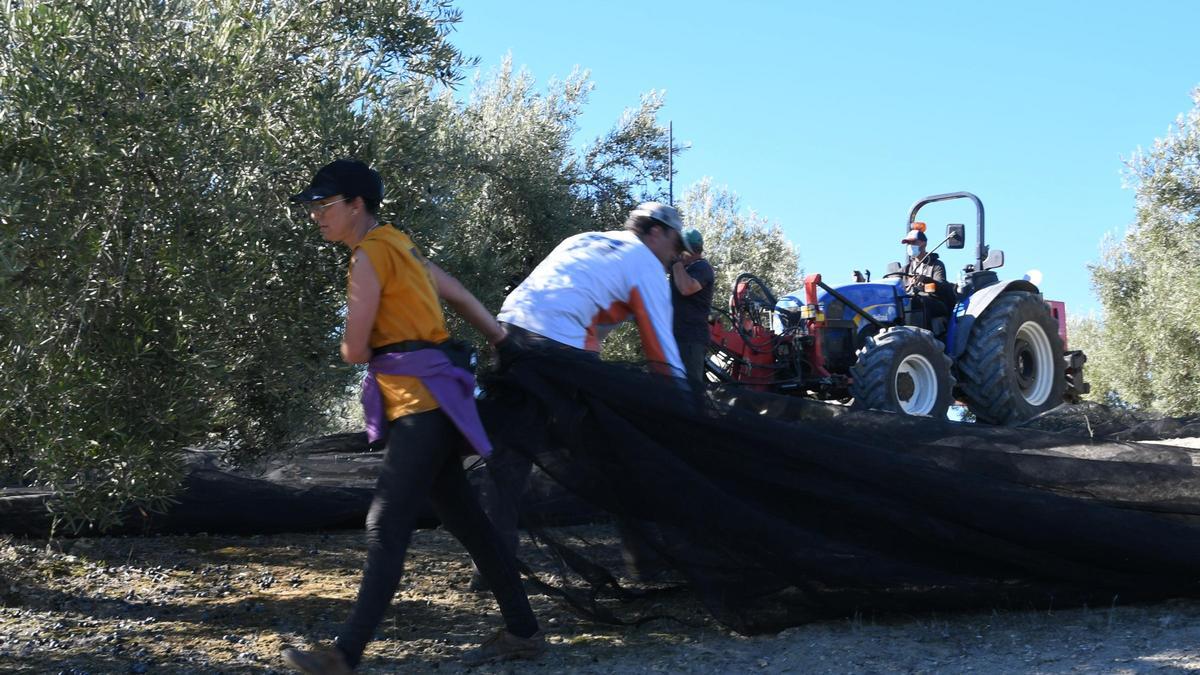 Recogida de la aceituna durante la actual campaña olivarera en una explotación cordobesa.