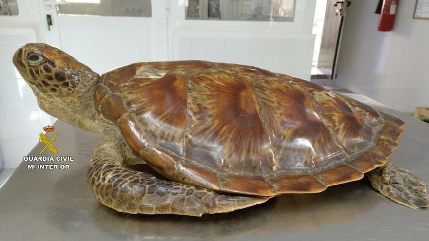 Guardia Civil ermittelt wegen ausgestopfter Schildkröte